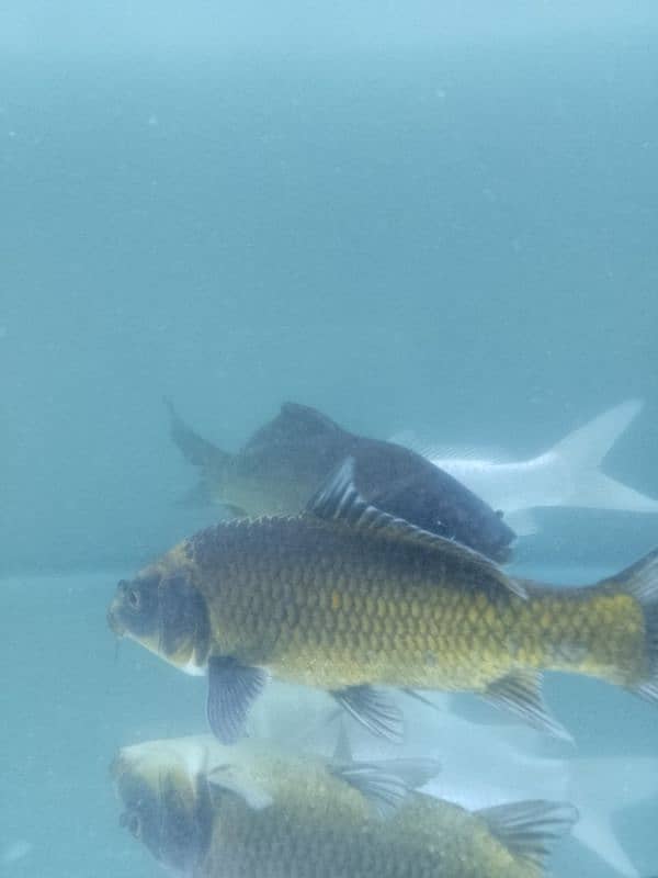 koi carp gold fishes clown Knife fishes Available for sale 13