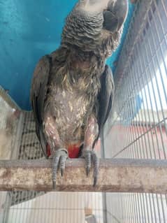 gray parrot breedar female congo size