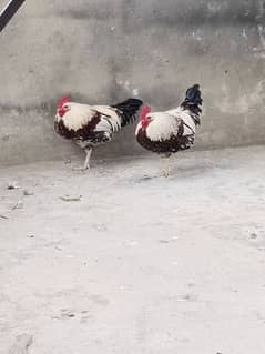 Male Hens For Sale