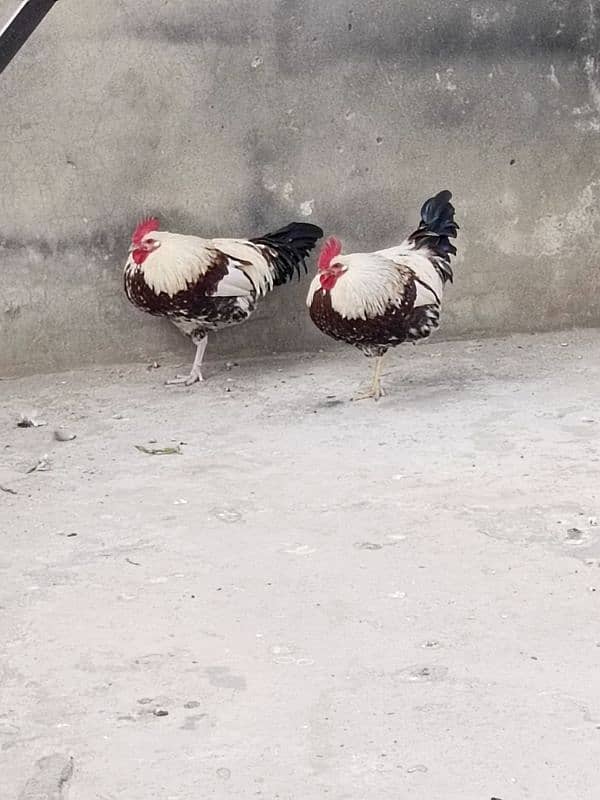 Male Hens For Sale 1