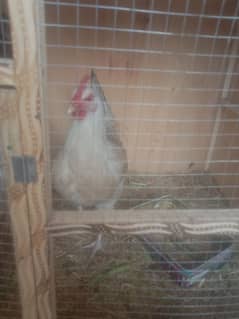 2 Desi Hens Eag Laying for Sale