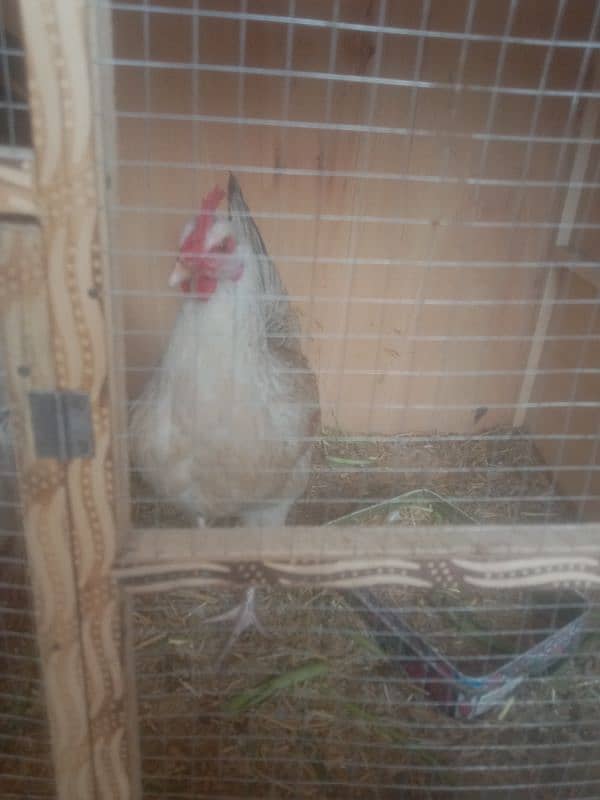 2 Desi Hens Eag Laying for Sale 0