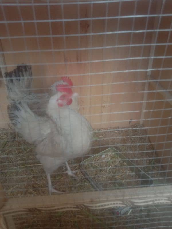 2 Desi Hens Eag Laying for Sale 1