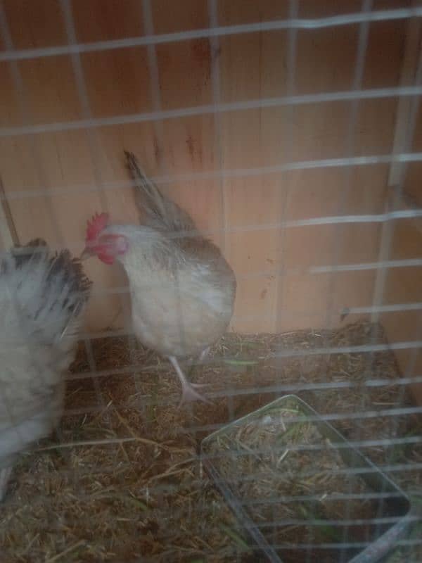 2 Desi Hens Eag Laying for Sale 2