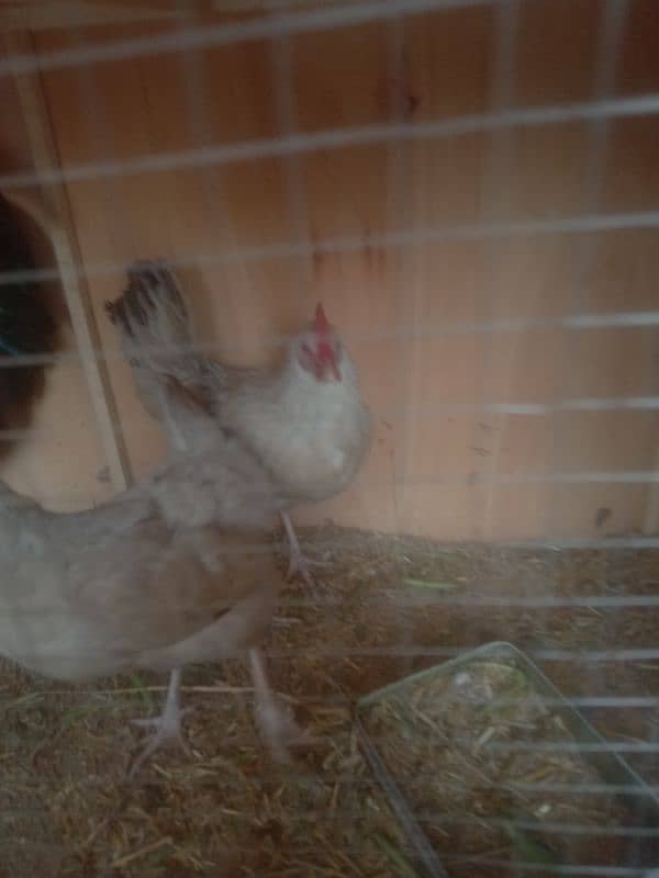 2 Desi Hens Eag Laying for Sale 3