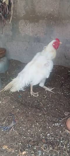 HEERA male and female for sell