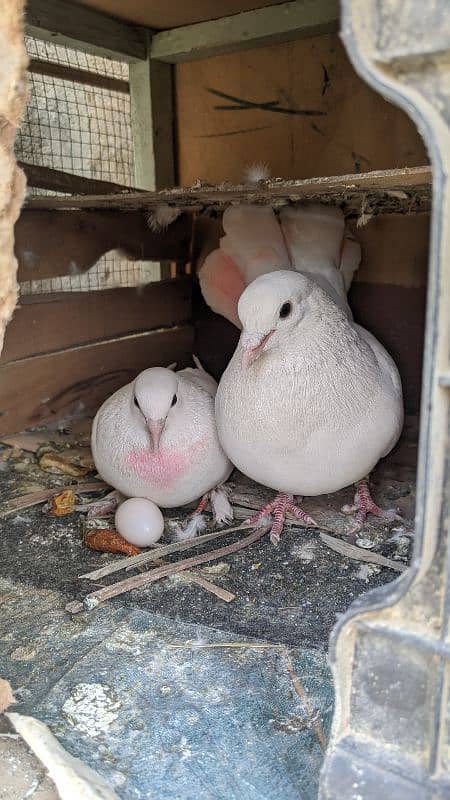 Breading Pigeons 3