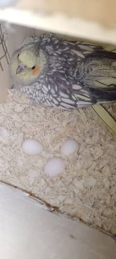 Cocktail breeder pair with eggs