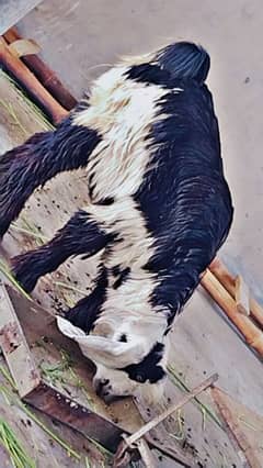 Bakra