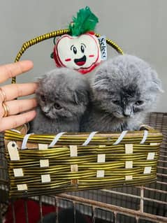 Scottish fold kitten available in Pakistan