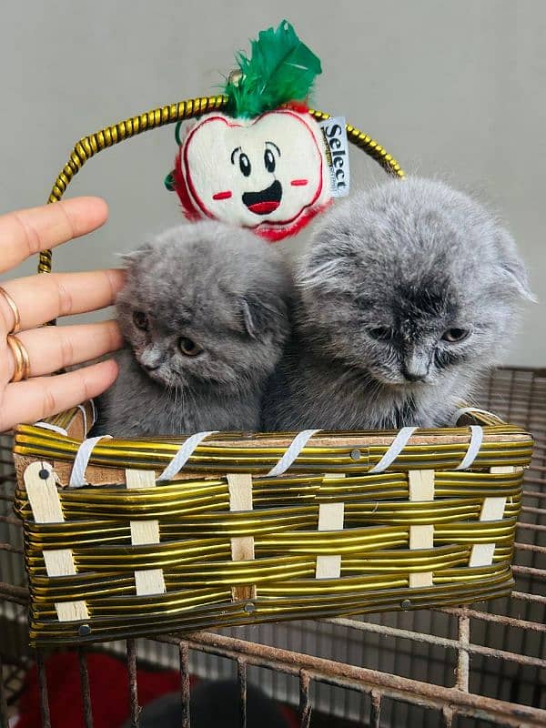 Scottish fold & British shorthair kitten available in Pakistan 1