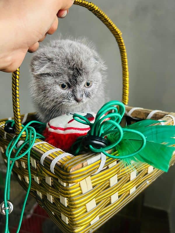 Scottish fold & British shorthair kitten available in Pakistan 2