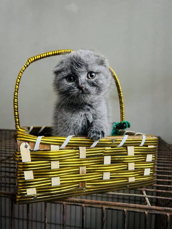 Scottish fold & British shorthair kitten available in Pakistan 4