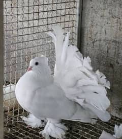 indian fantail pigeons looking for new shelter