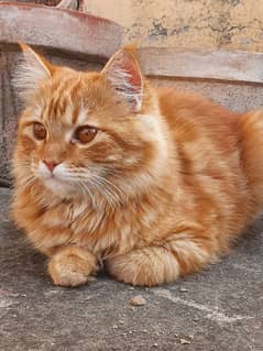 Orange half Persian 6Months Male