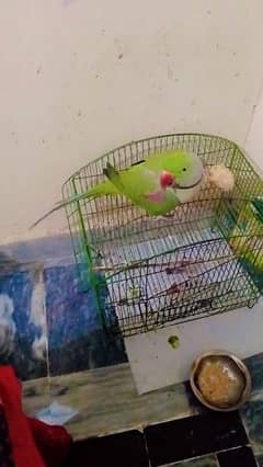 Supreme quality Jumbo Size Raw Parrot for sale.  .