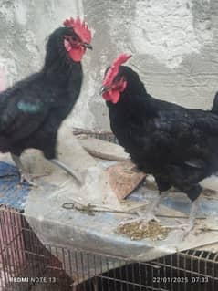 Australorp