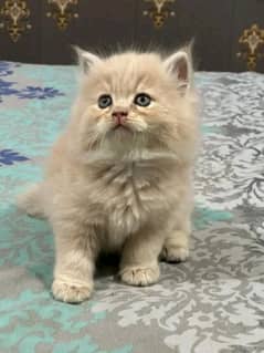 PERSIAN KITTEN FOR SALE ONLY CONTACT WHATUP 03292450497