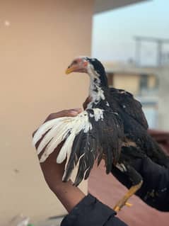 MIANWALI ASEEL PURE CHICKS 6 MONTHS AGE