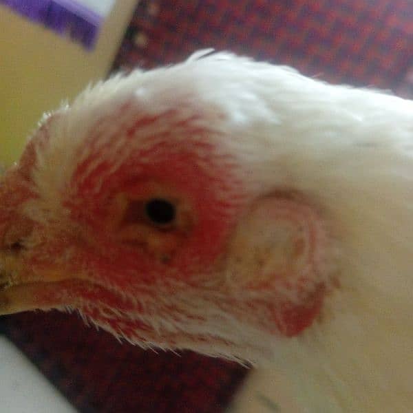 old bloodline Kandhari parrot beak  jumbo size  female 2