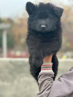 German shepherd male puppy