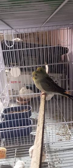 BLACK WING BUDGIES BREEDER PAIR FOR SELL