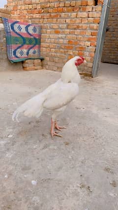 white aseel for sale jora