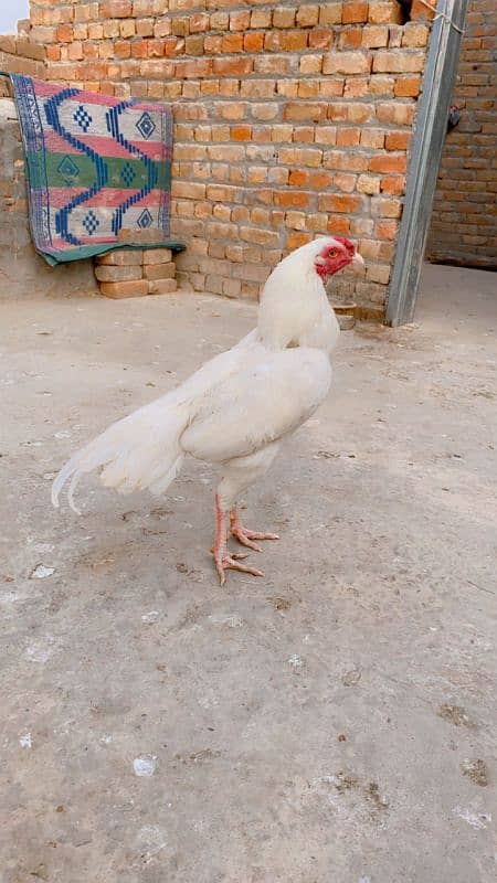 white aseel for sale jora 0