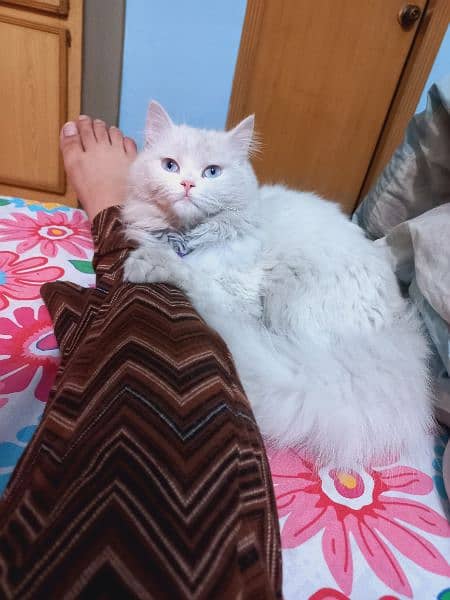 Blue eyes persian female cat 5