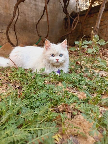 Blue eyes persian female cat 6