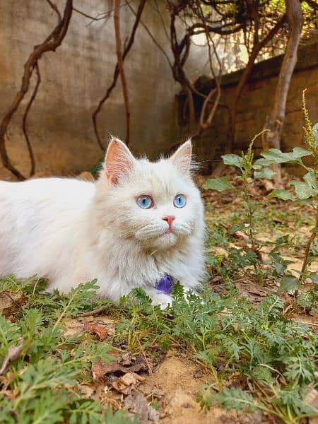 Blue eyes persian female cat 1