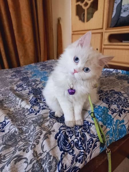 Blue eyes persian female cat 2