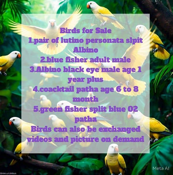 lovebird and coacktails sale sale sale 0