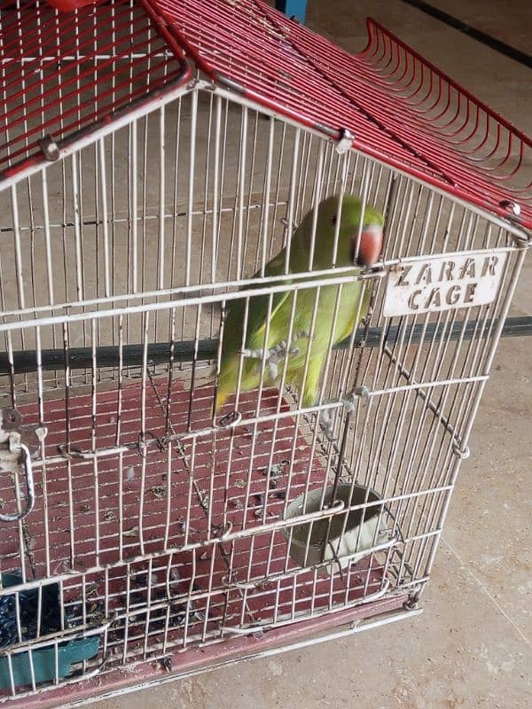 parrot for sale 3