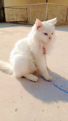 Persian cat female