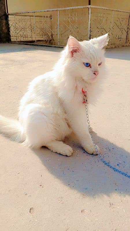 Persian cat female 0