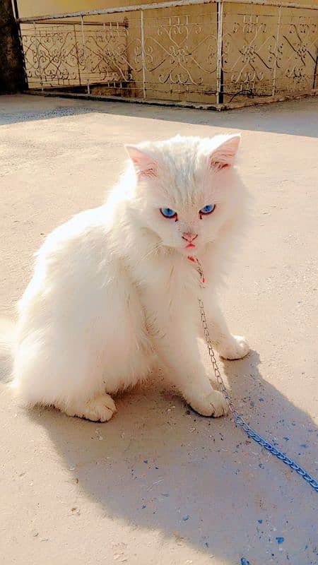 Persian cat female 2