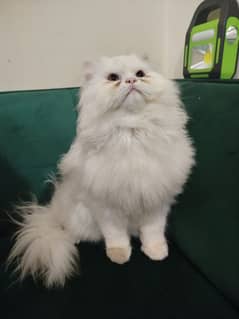 Persian cat more than tripled coat