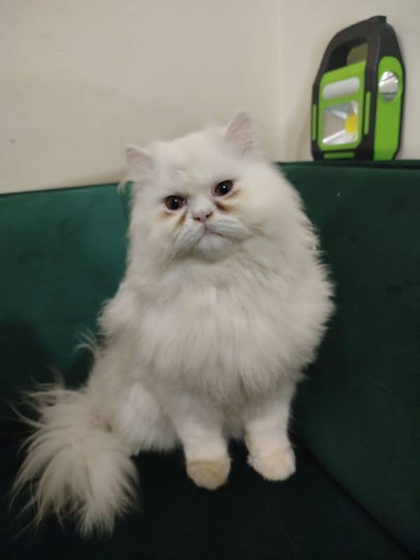 Persian cat more than tripled coat 1