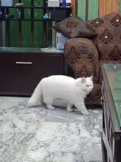 Persian cat