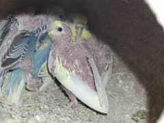 rainbow budgies pairs with chicks