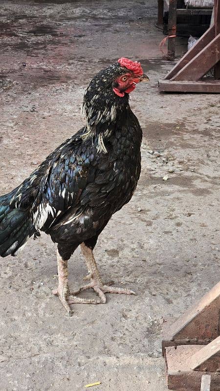 aseel lasani male for sale 1