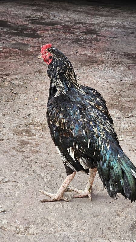 aseel lasani male for sale 7