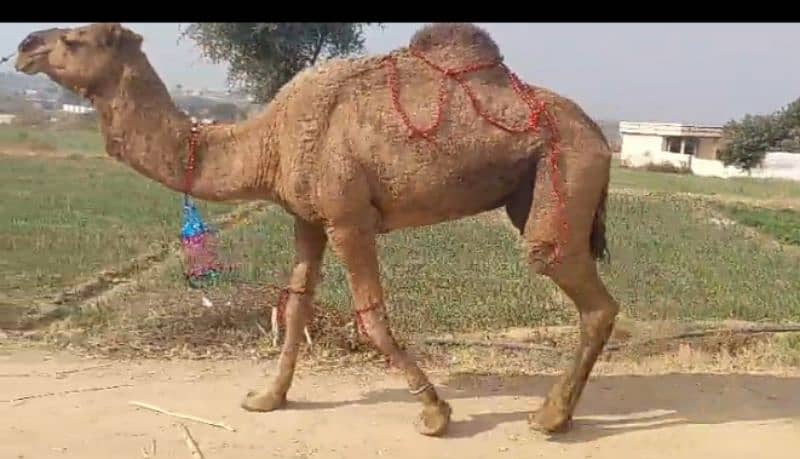 Female Camel for Sale 0