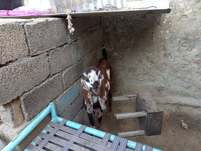 goats for sale 1