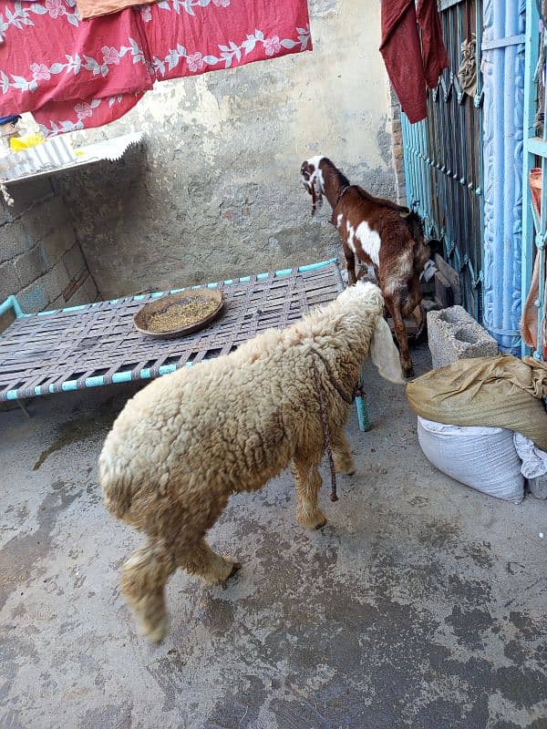 goats for sale 2