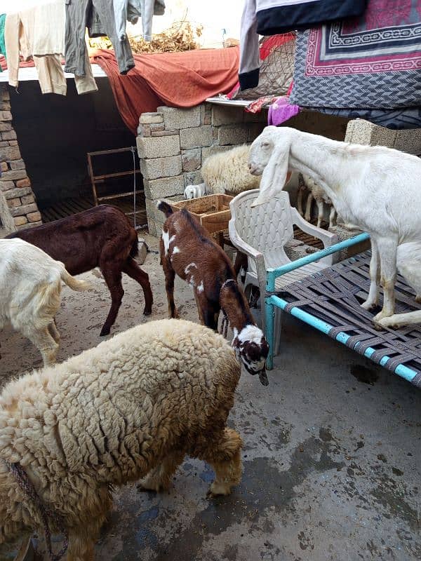 goats for sale 3