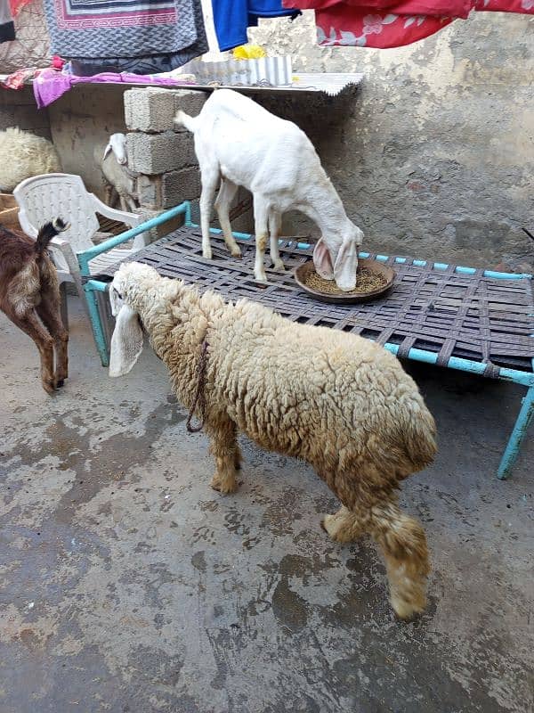 goats for sale 5