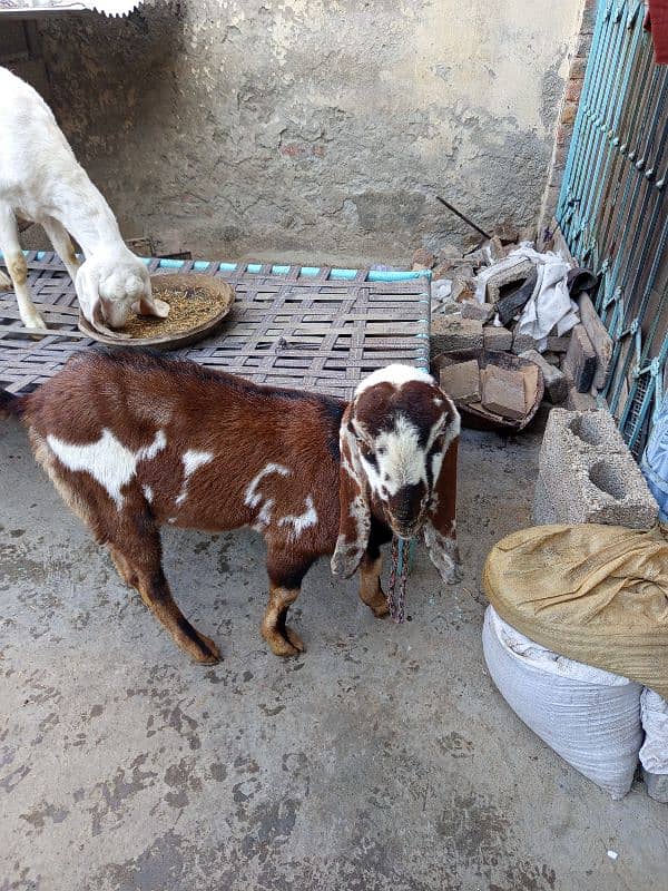 goats for sale 7