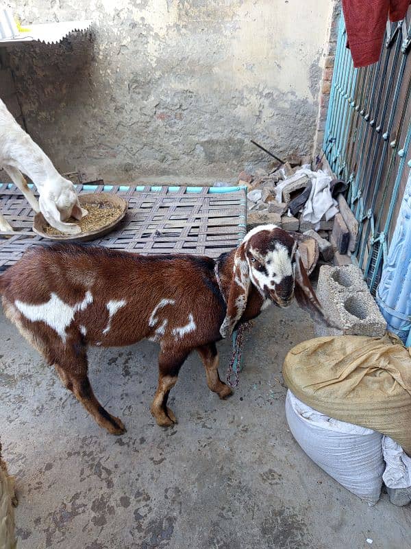 goats for sale 8